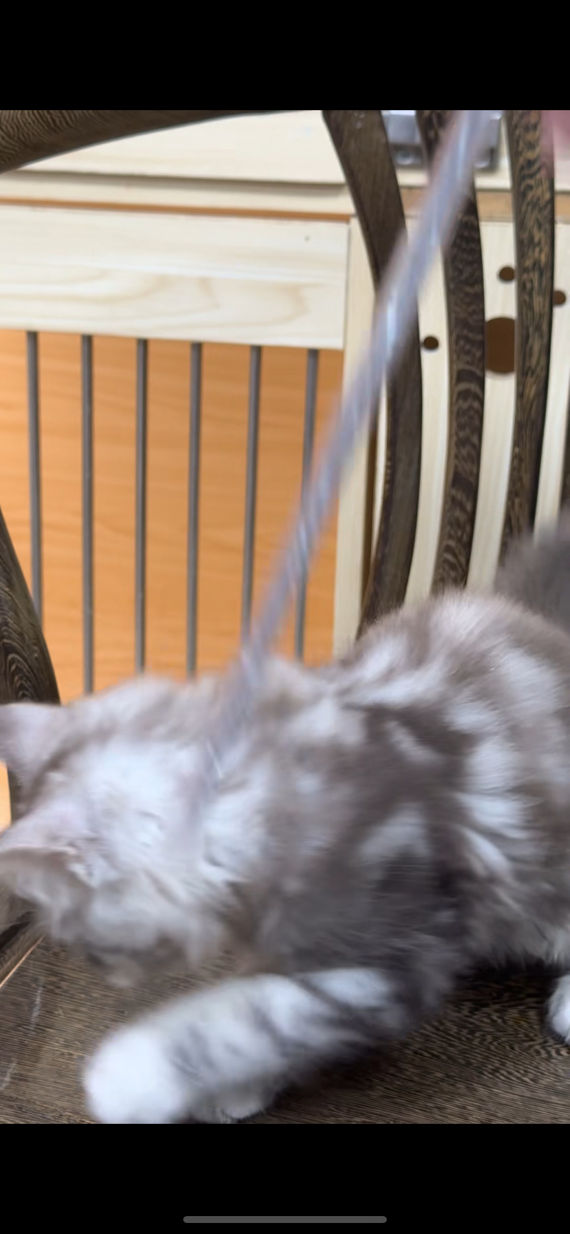 银虎缅因弟弟～两针疫苗～售后包30天猫瘟猫传腹！