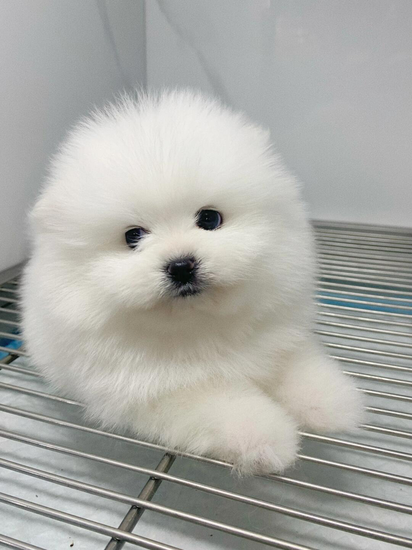 可爱博美犬,雪白蓬松,大眼萌宠,给你无尽陪伴