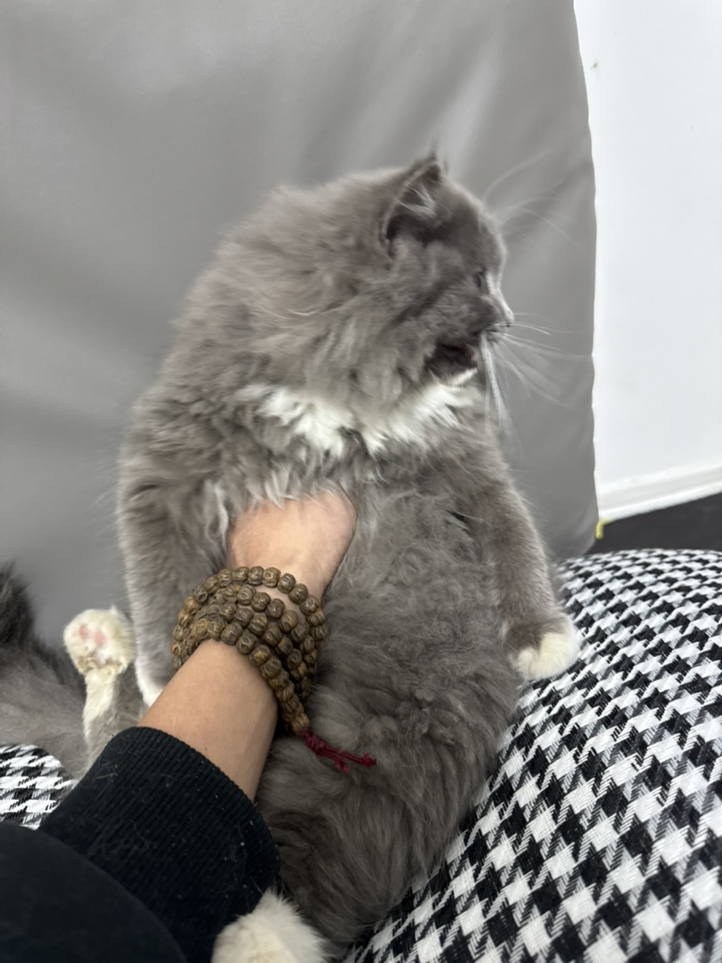蓝猫长毛  白手套  粉爪垫  巨肥  3个多月