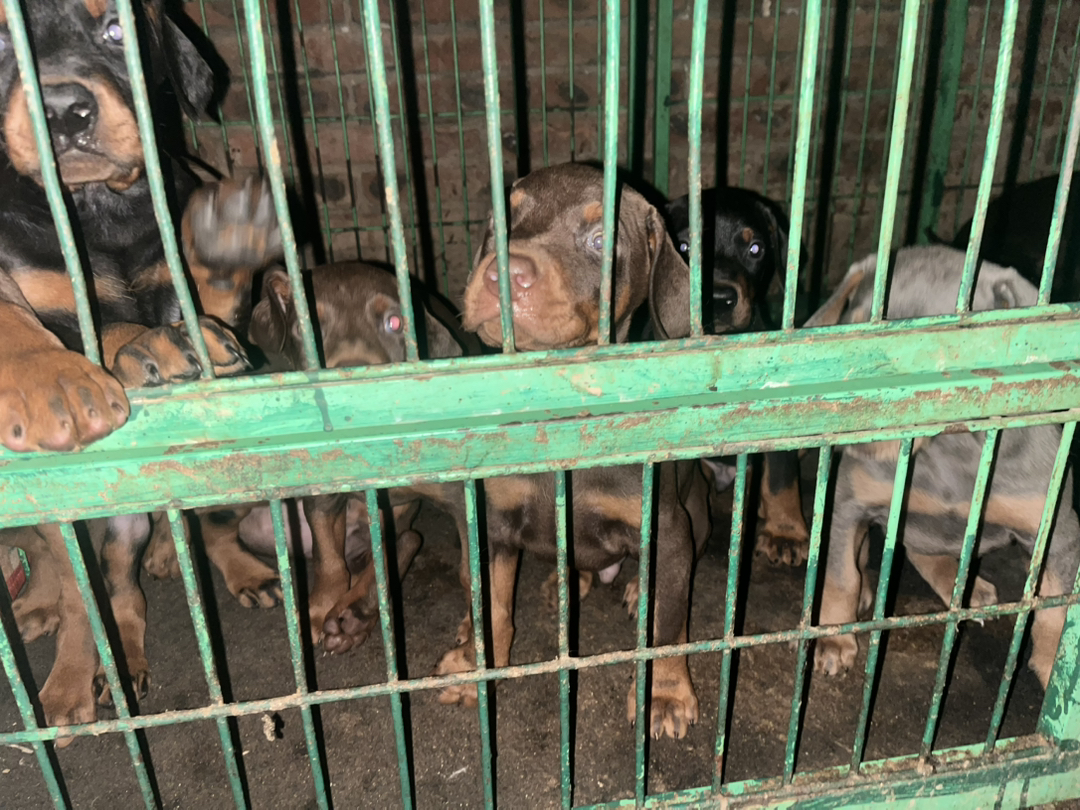 子龙后代，一手自家杜宾犬