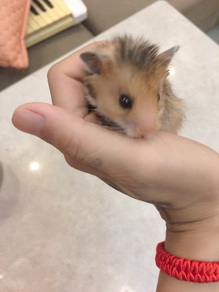 自家养长毛虎纹,可爱亲人、