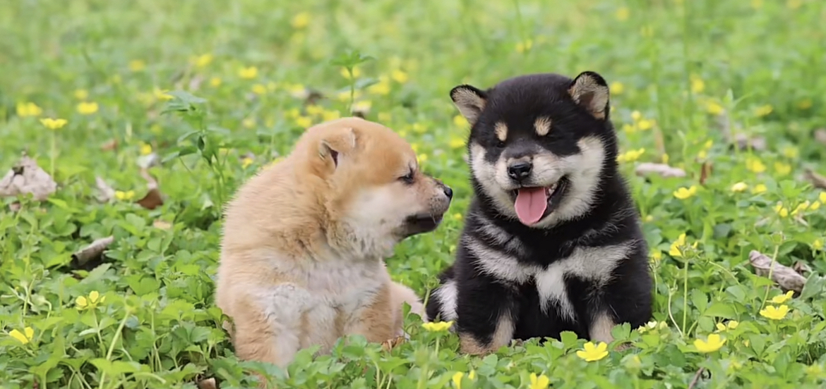 双血统柴犬❤️带证书芯片