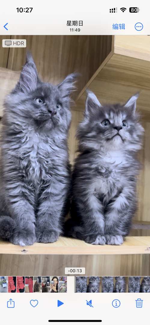 自家大猫生的，看上可联系