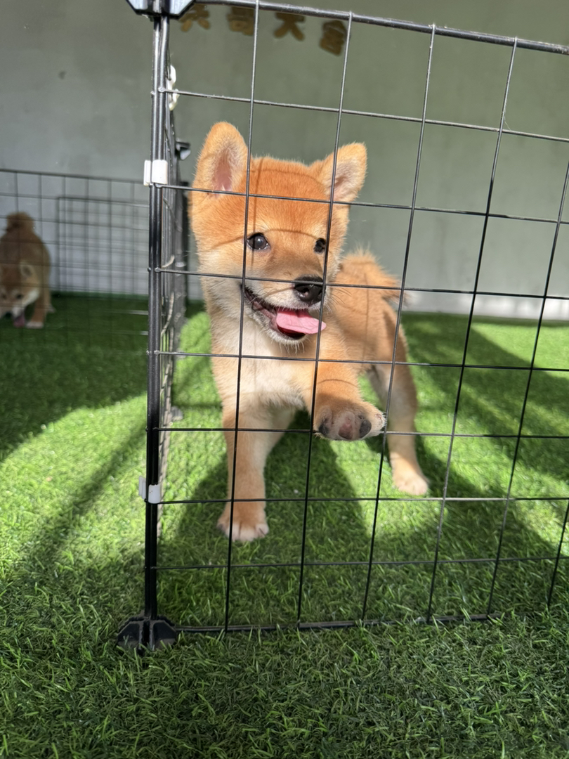 日本豆柴犬帅哥