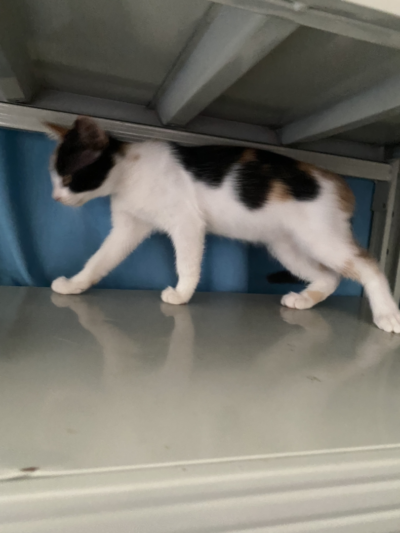 三花猫
