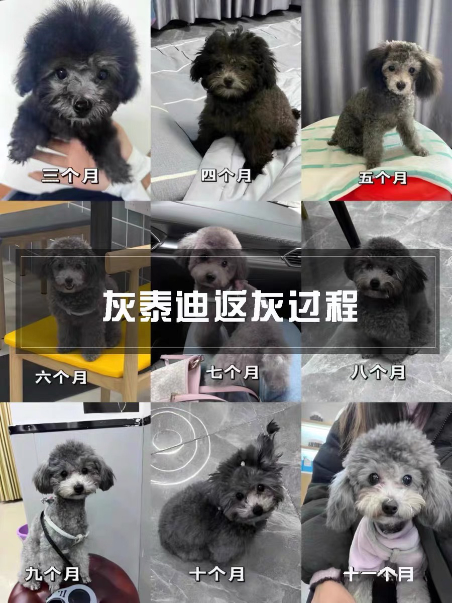 新年特价灰泰迪福利两只