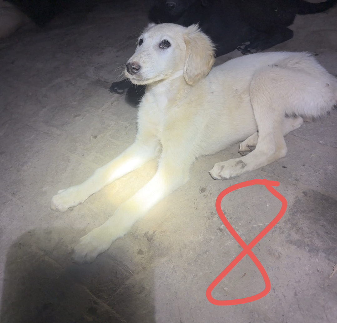 山东细犬优秀的中华田园犬聪明活波会看家护院认主人三个多月疫苗齐全包托运