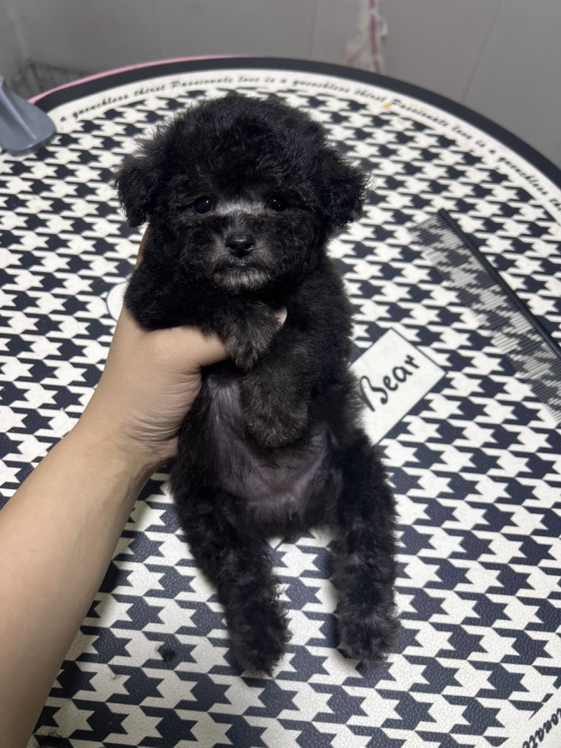 微小体灰泰迪母