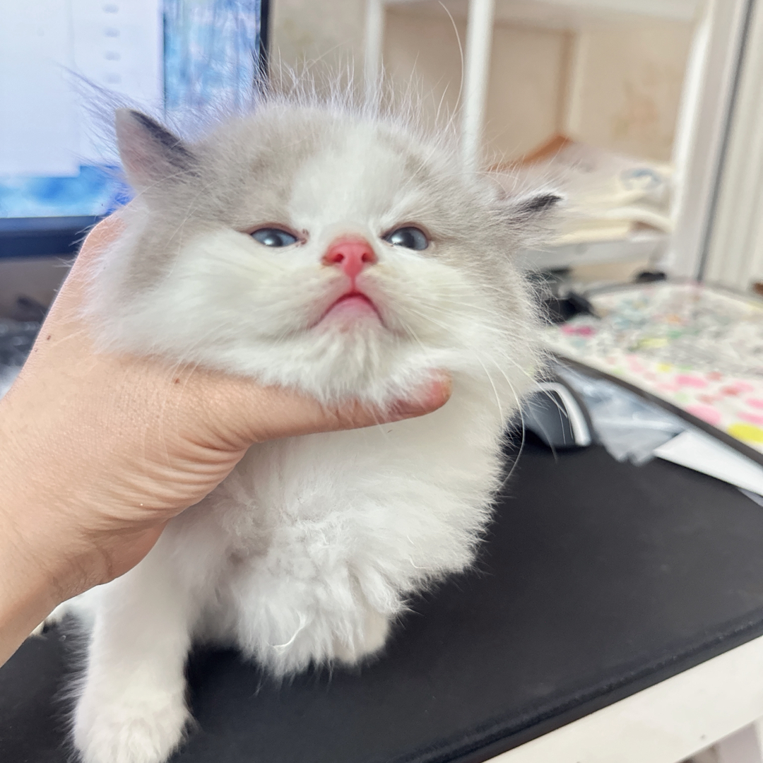 布偶猫