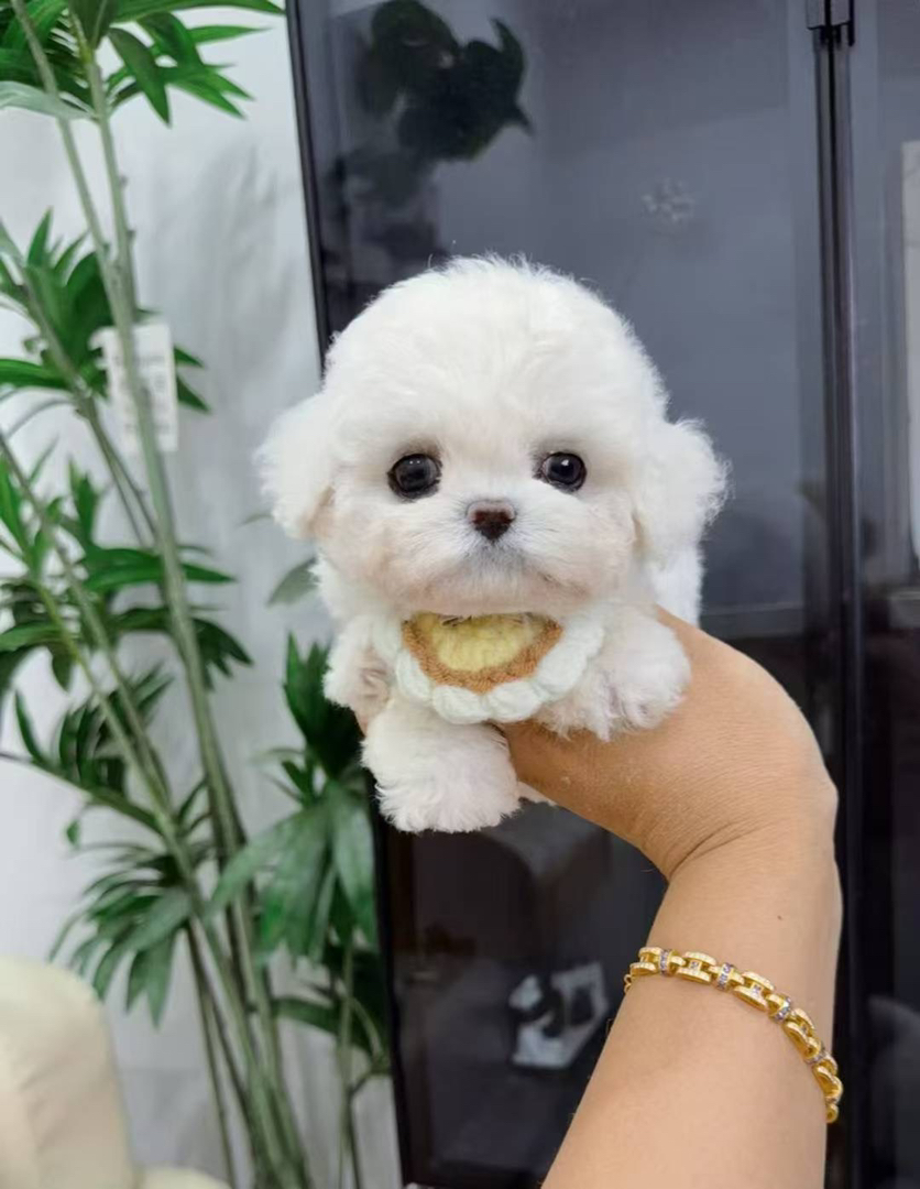 可爱比熊犬，白色卷毛似棉花糖，温顺乖巧萌翻你