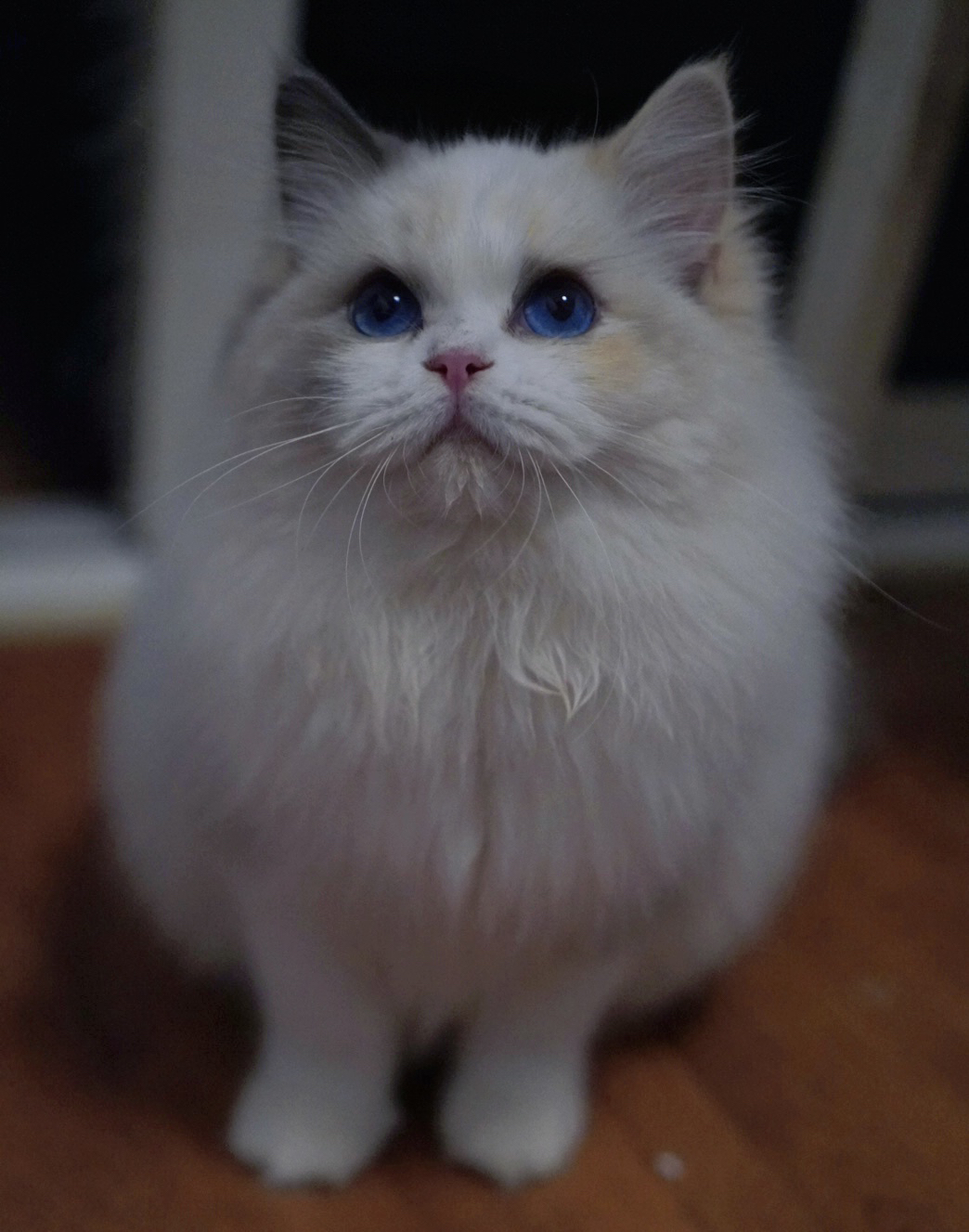 玳瑁色布偶妹妹 性格活泼 软软糯糯的小仙女