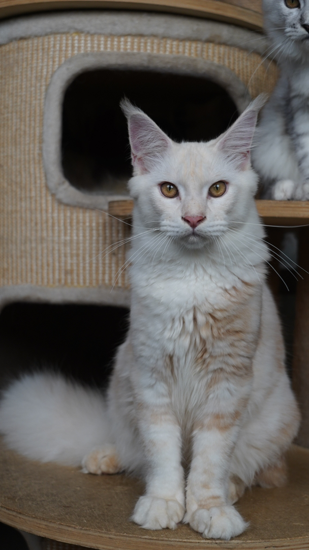 双血统纯种缅因猫，凯米尔色系幼猫弟弟，5代血统证书。