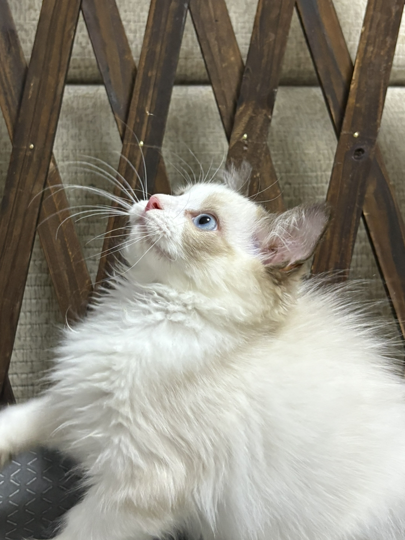 布偶猫幼崽，颜值超高，蓝眼白毛，温顺乖巧惹人爱
