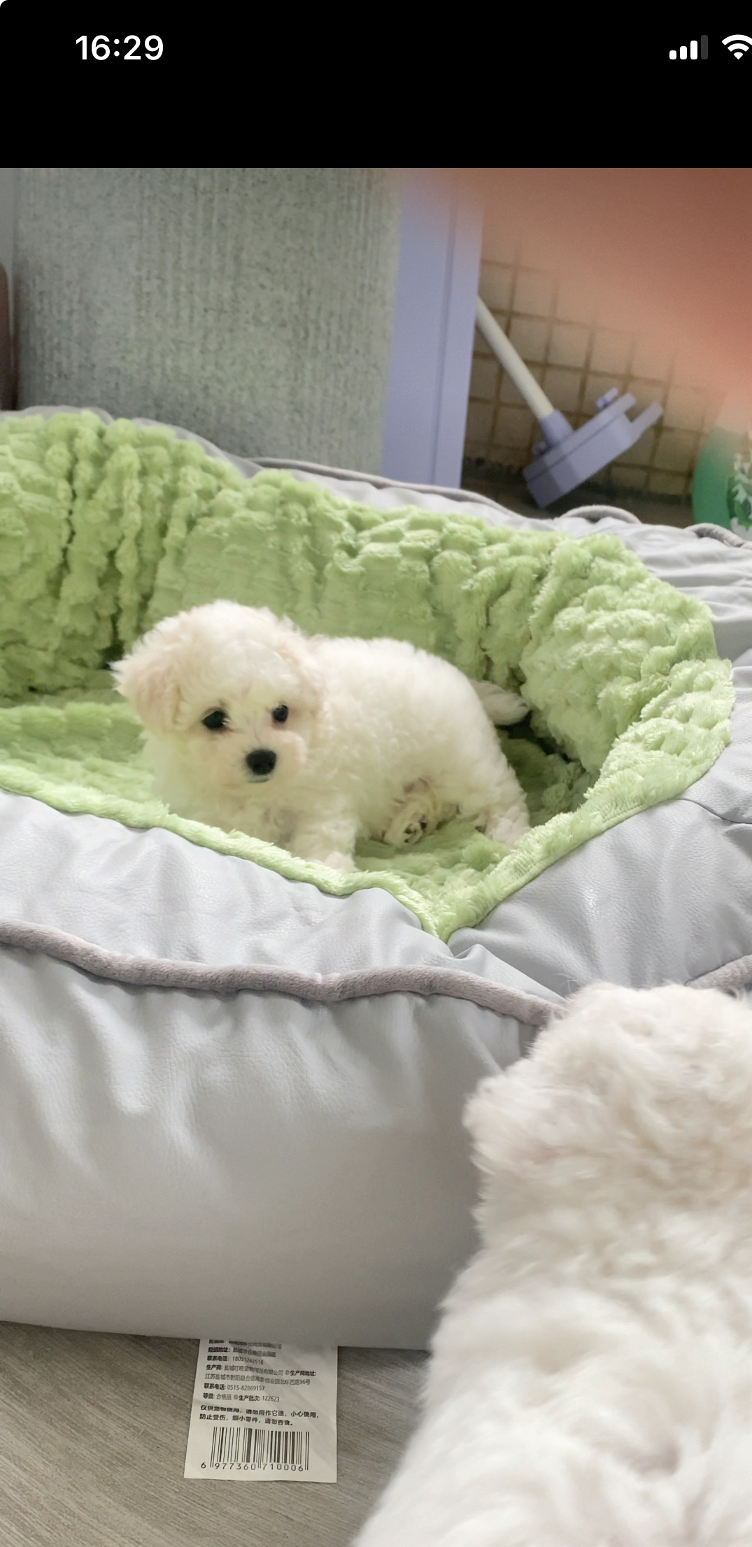 可爱比熊犬，圆眼卷毛超萌，性格温顺，是贴心小伴侣