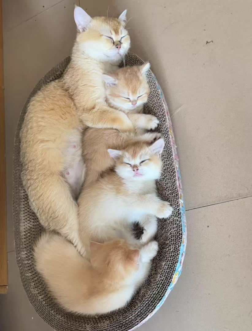 金渐层幼猫,颜值超高,软萌可爱,养猫首选,12色红金弟弟