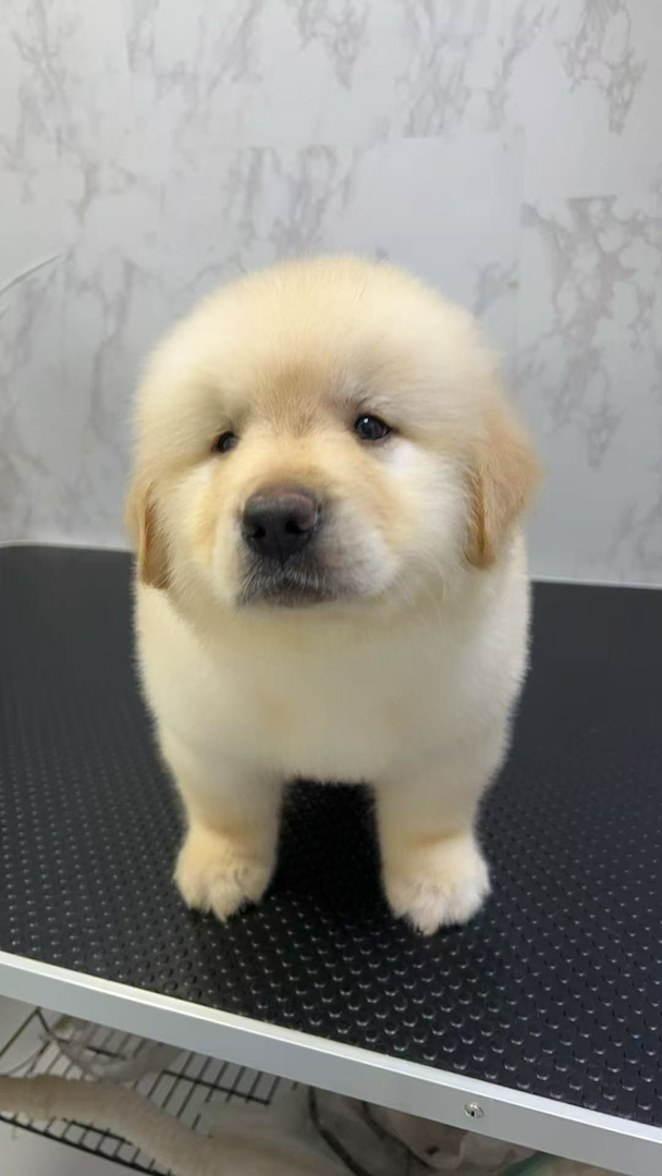 金毛幼犬，可爱萌态，毛软温顺，绝佳家庭陪伴宠物