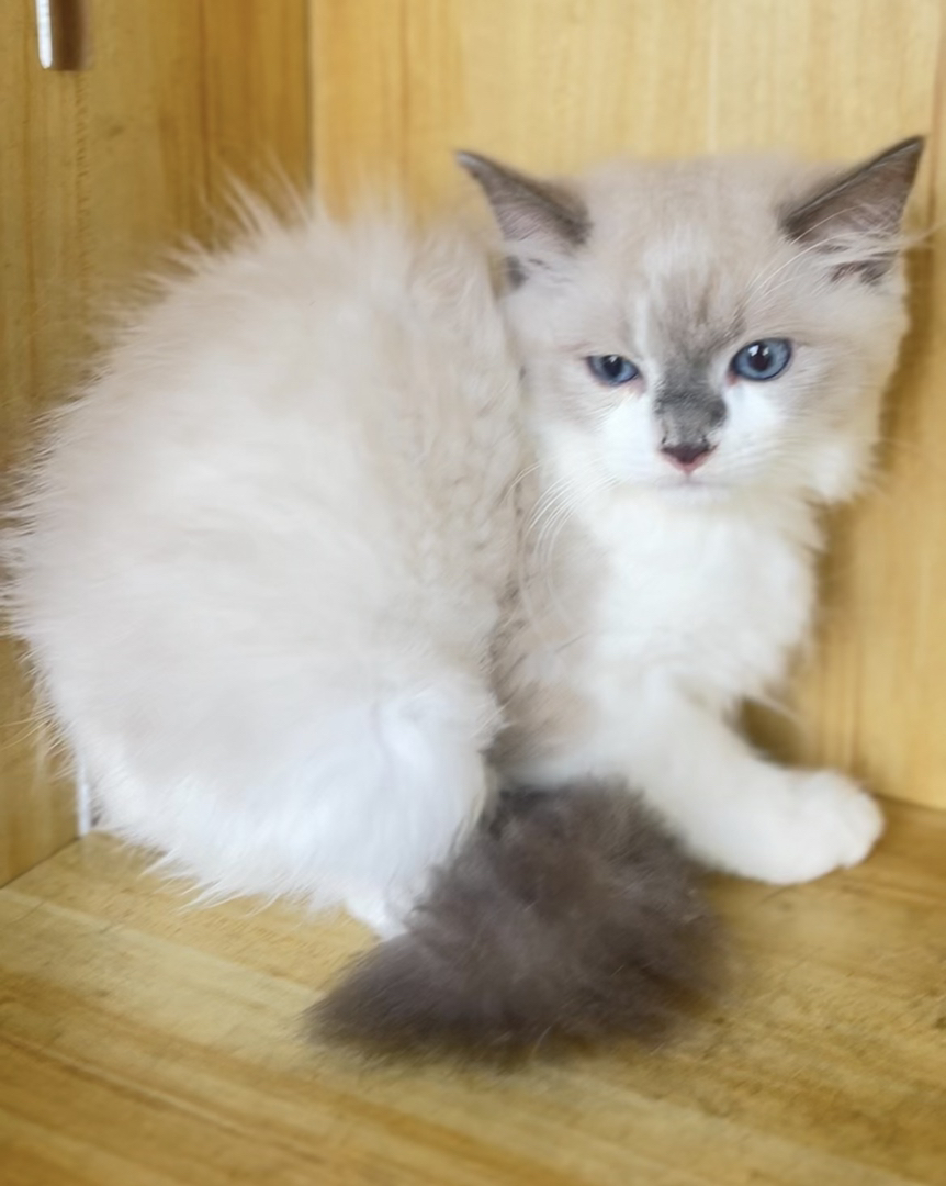 布偶猫幼崽，蓝眼白毛颜值高，性格温柔，养猫首选 公母都有600一只