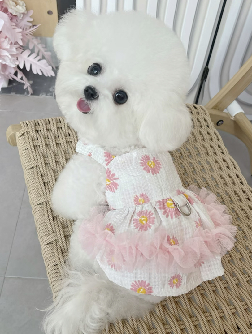 可爱比熊犬,毛如雪球,穿上花裙,尽显萌态惹人爱