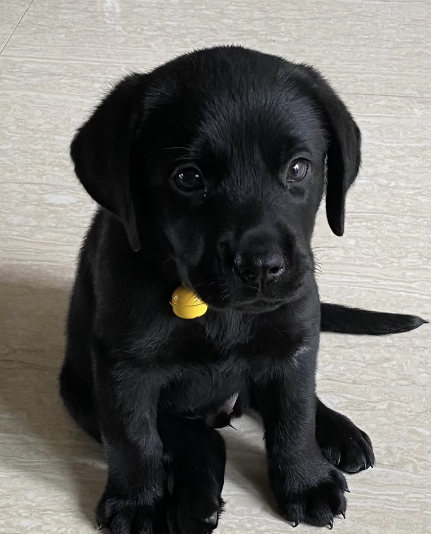 可爱拉布拉多幼犬，乖巧温顺，聪明伶俐的理想宠物