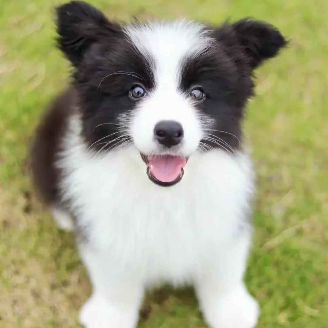 边境牧羊犬❤️平台推荐双血统边牧