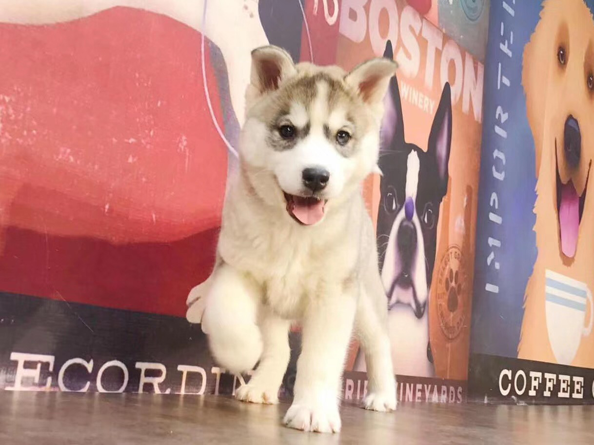 亮灰色哈士奇❤️双血统带证书➕芯片