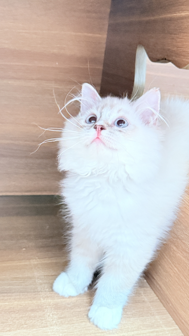 重点色仙女猫,长毛蓬松蓝眼,温顺可爱,家庭陪伴高颜值萌宠