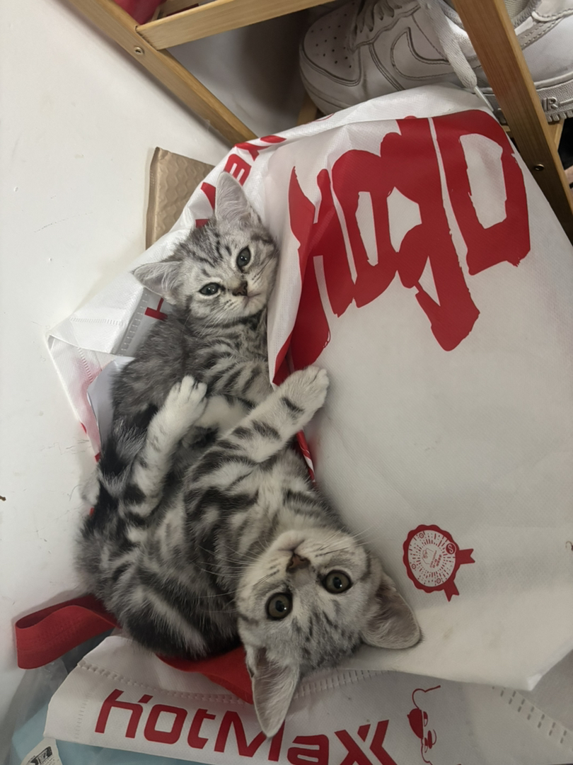 2个月虎斑，自己家猫生的。