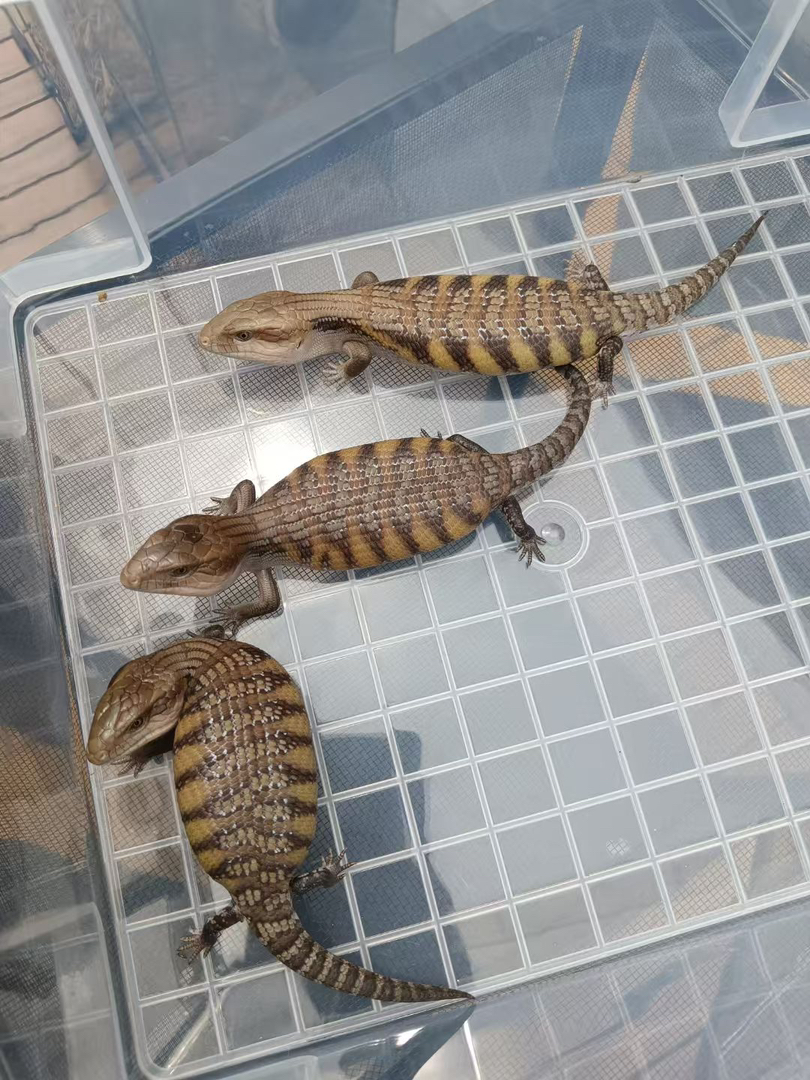 北部蓝舌石龙子 健康全品 包终身饲养经验 包健康 包开食 包邮 国际三包