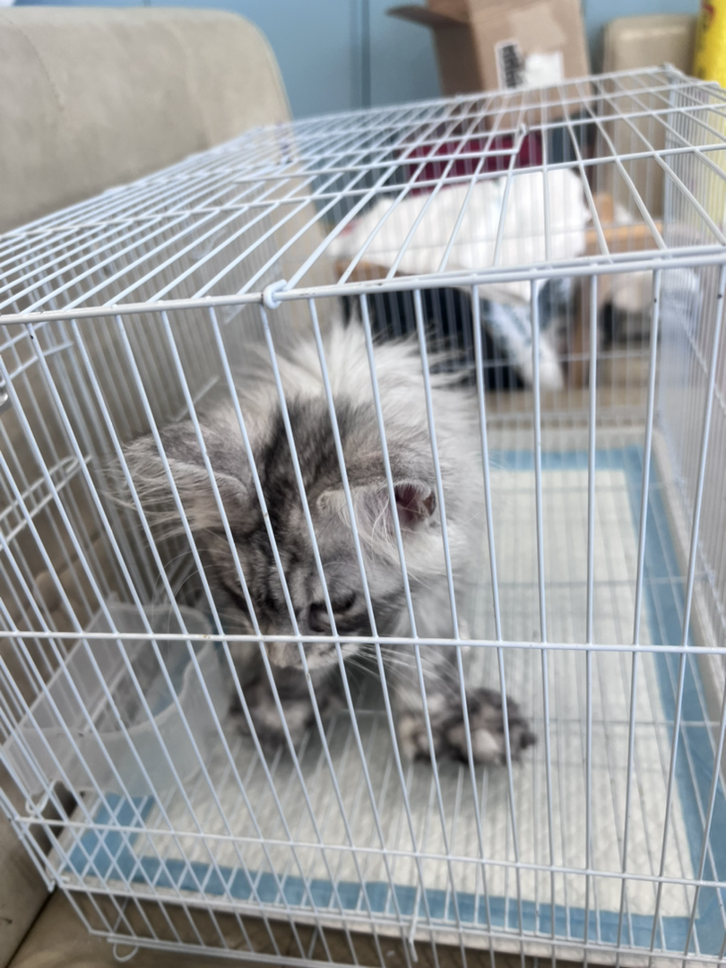 缅因猫幼崽，颜值爆表，体型健硕，温柔巨猫的不二之选