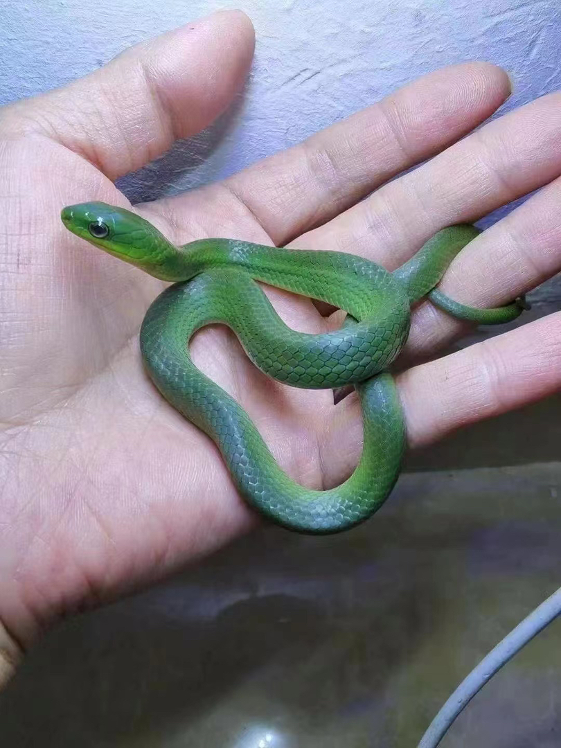 翠青蛇苗子人工繁殖个体包邮包活包风险可上手温顺无毒，蛇不能也不需要打疫苗