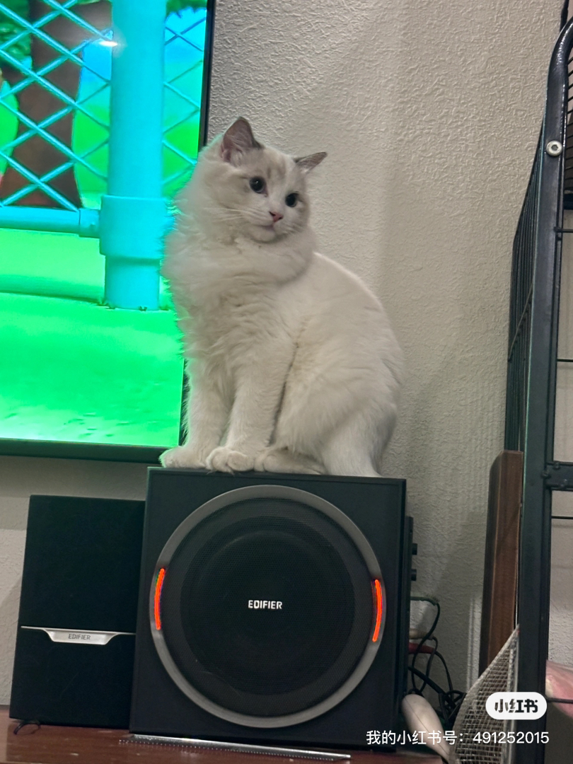 布偶山猫姐姐