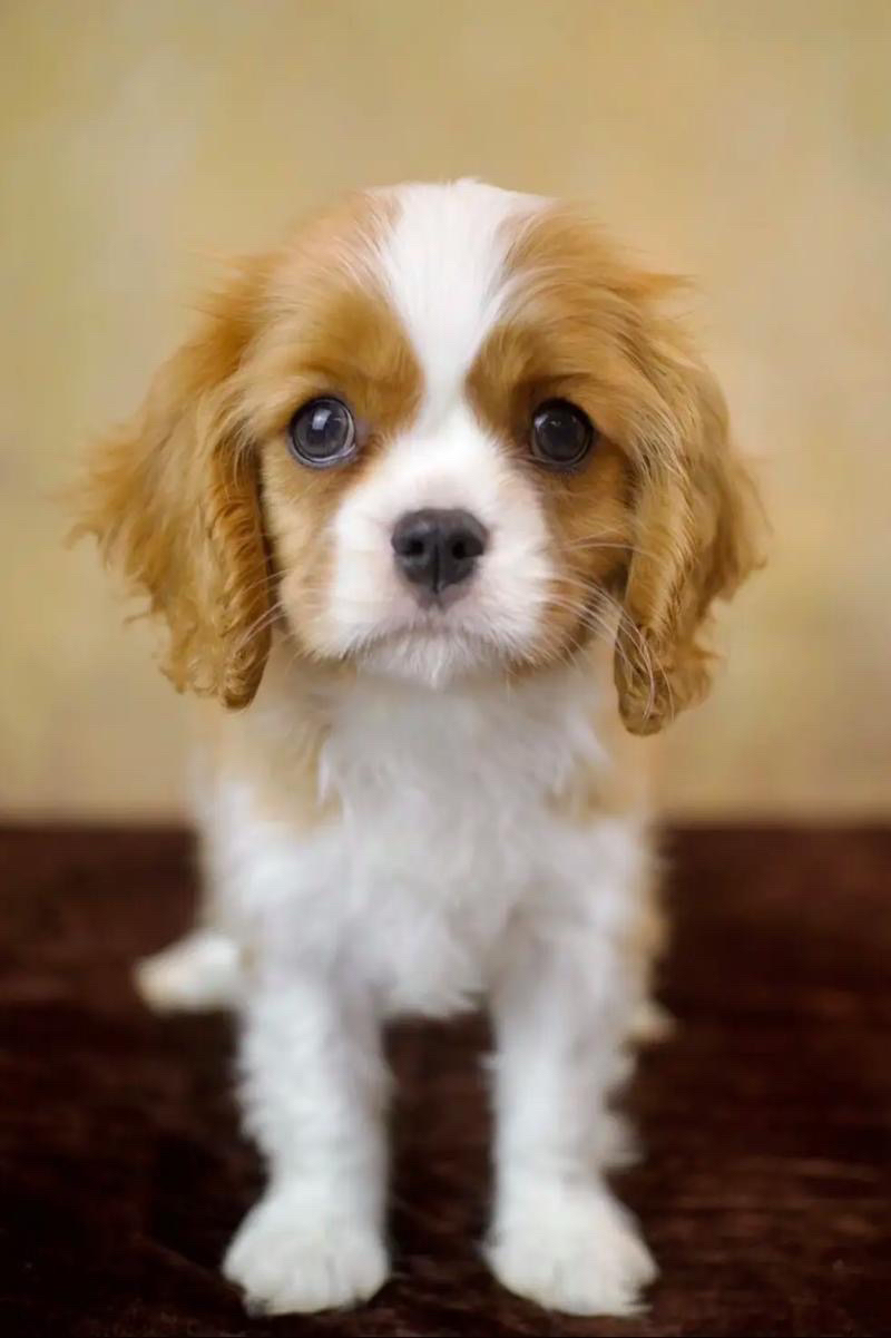 犬舍直销实物拍摄包健康纯种疫苗齐