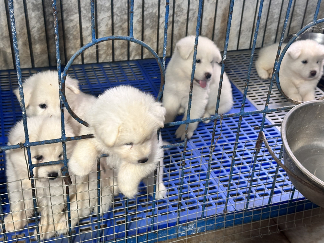 可爱萨摩耶幼犬，毛白如雪，温顺乖巧，萌宠最佳选择