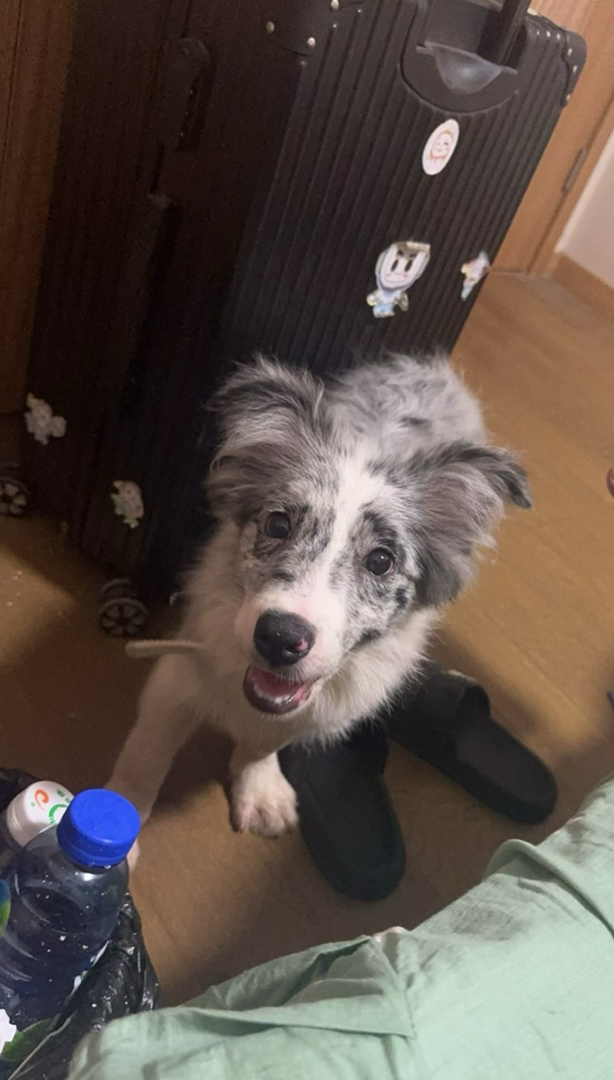 边境牧羊犬幼犬，聪明可爱，颜值高，养宠首选 888
