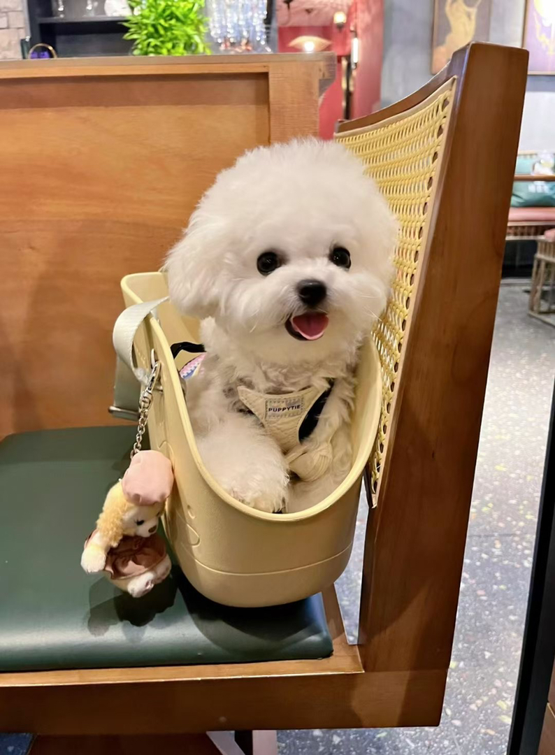 韩版比熊❤可爱乖乖