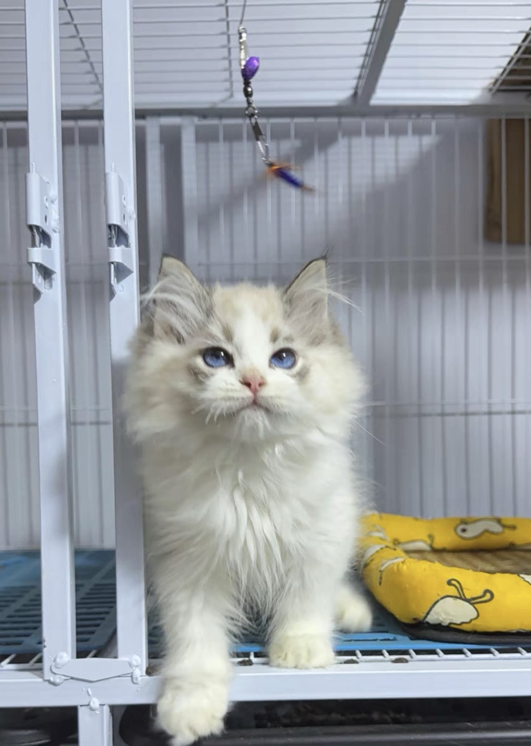 布偶猫