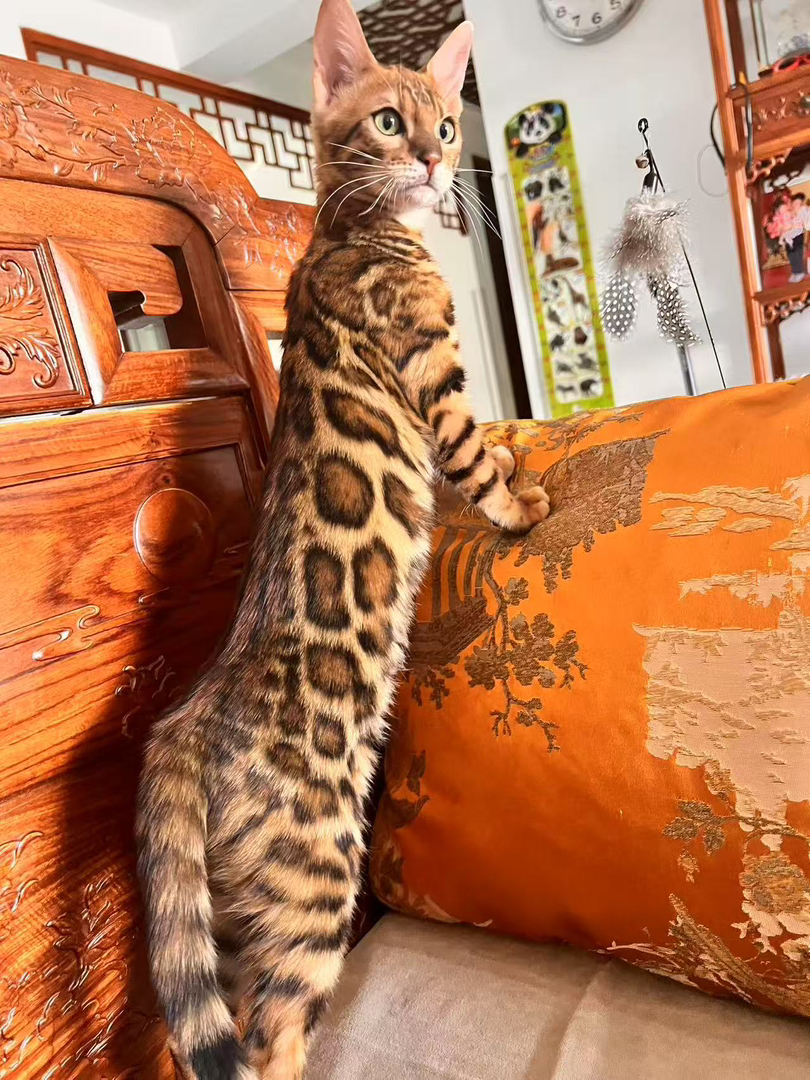豹猫,独特豹纹外观,身姿矫健,个性独立的魅力宠物
