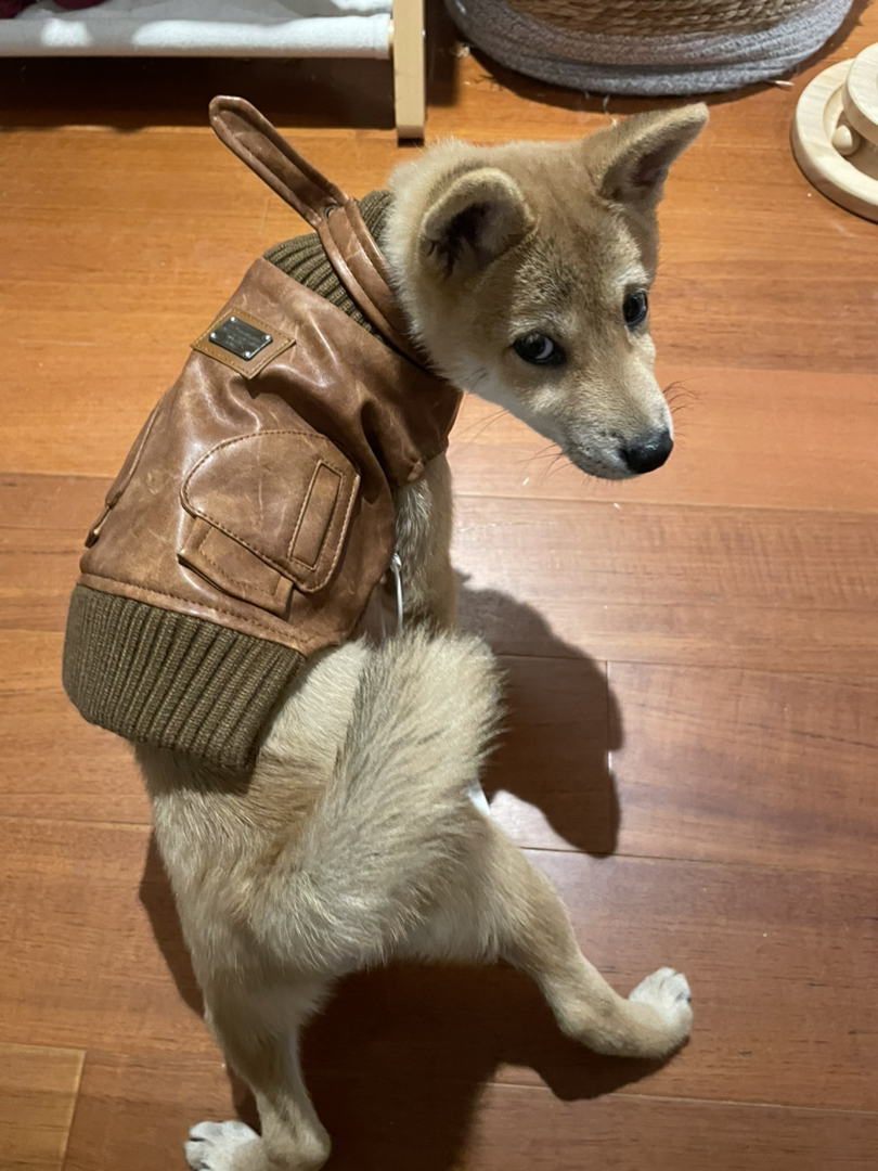 柴犬，名字叫柴柴，母，未绝育。