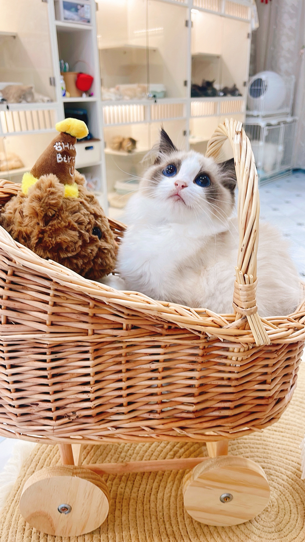 布偶猫(仙女猫),蓝眼蓬松毛,品相甜美,温顺粘人,家庭伴侣优选