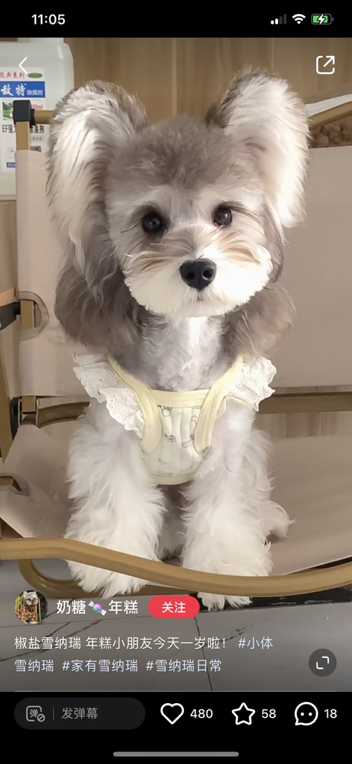 高端米其耳雪纳瑞宝宝