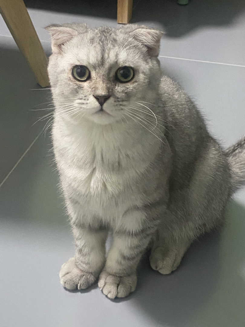 银渐层折耳猫，萌态十足，独特折耳，温顺可爱惹人爱