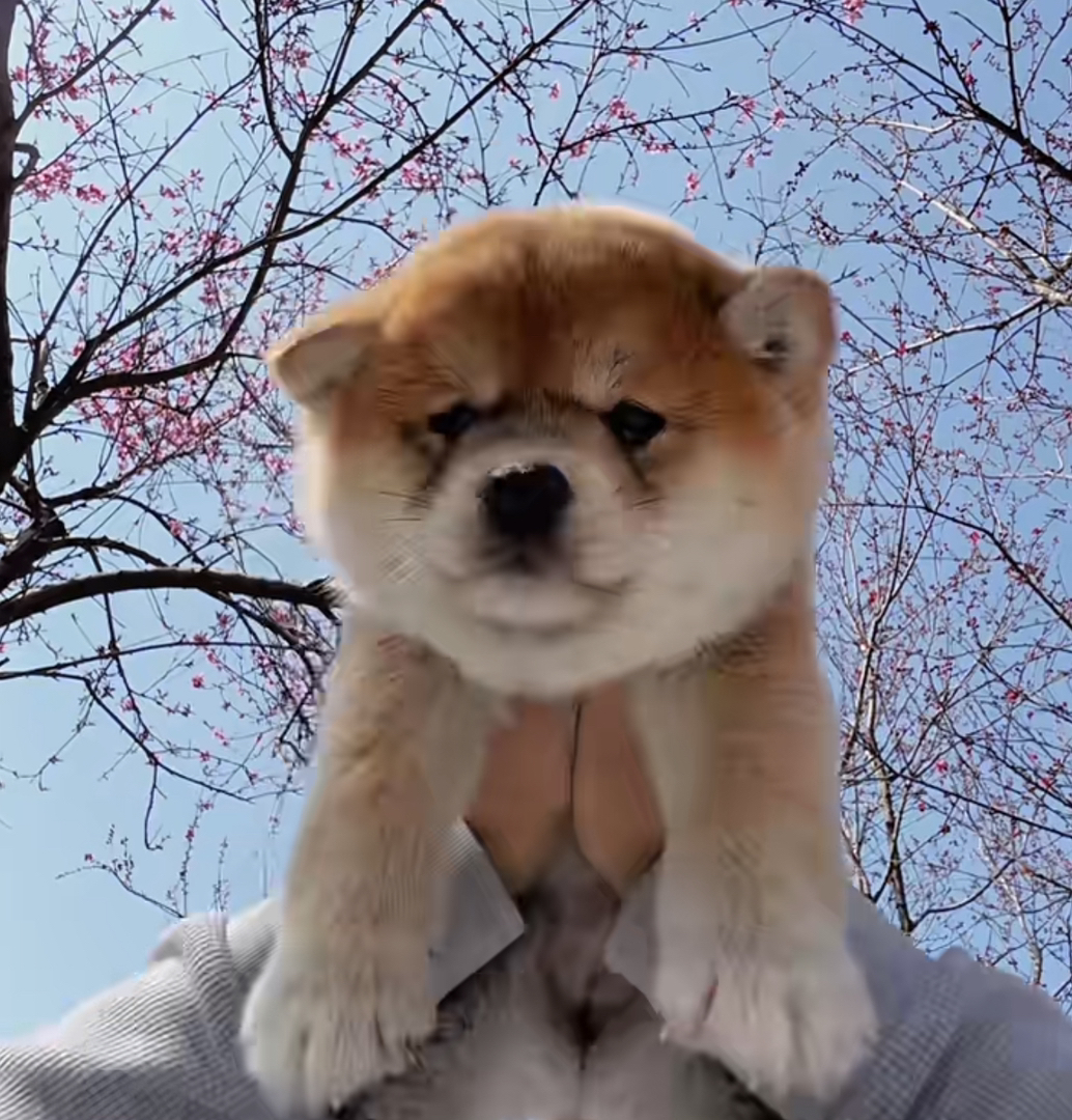 双血统柴犬❤️平台推荐