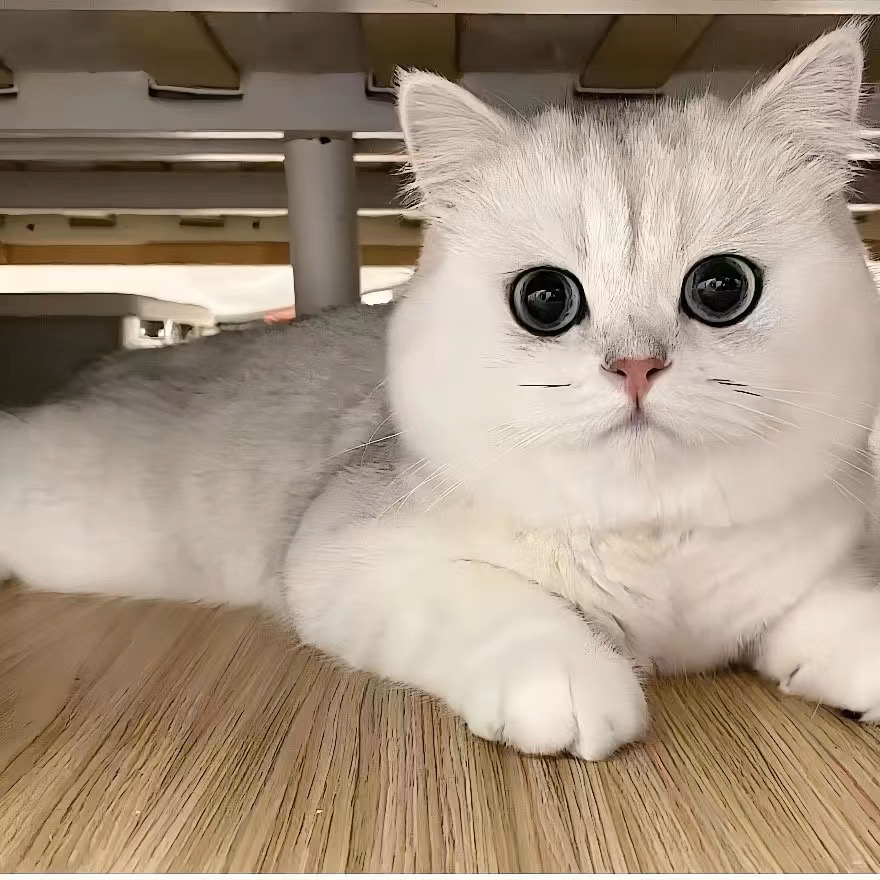 大胖脸银渐层猫咪❤平台推荐