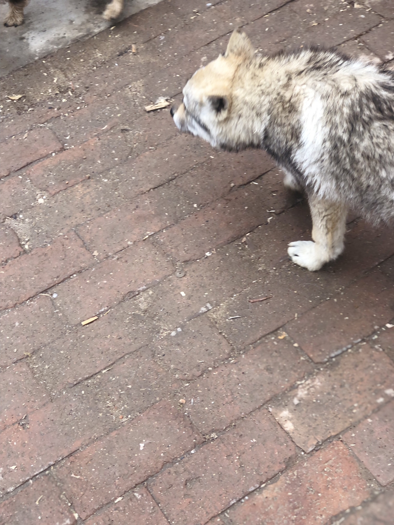 捷克狼犬