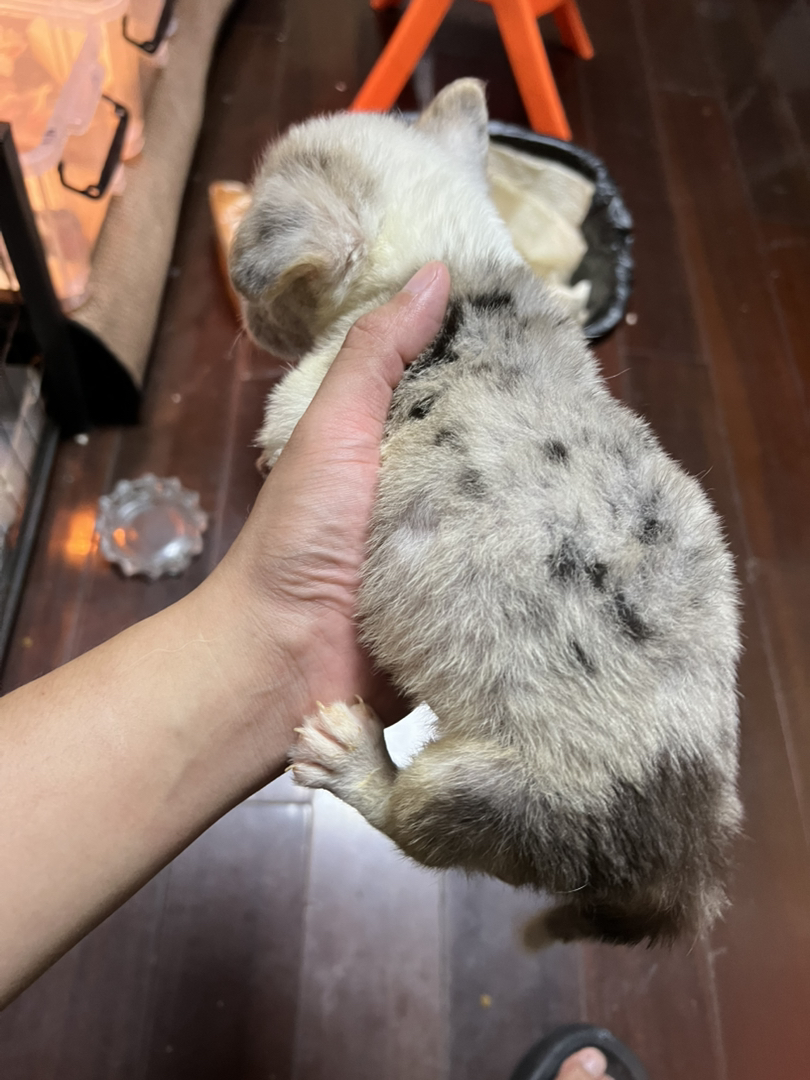 卡迪根陨石柯基 2个月