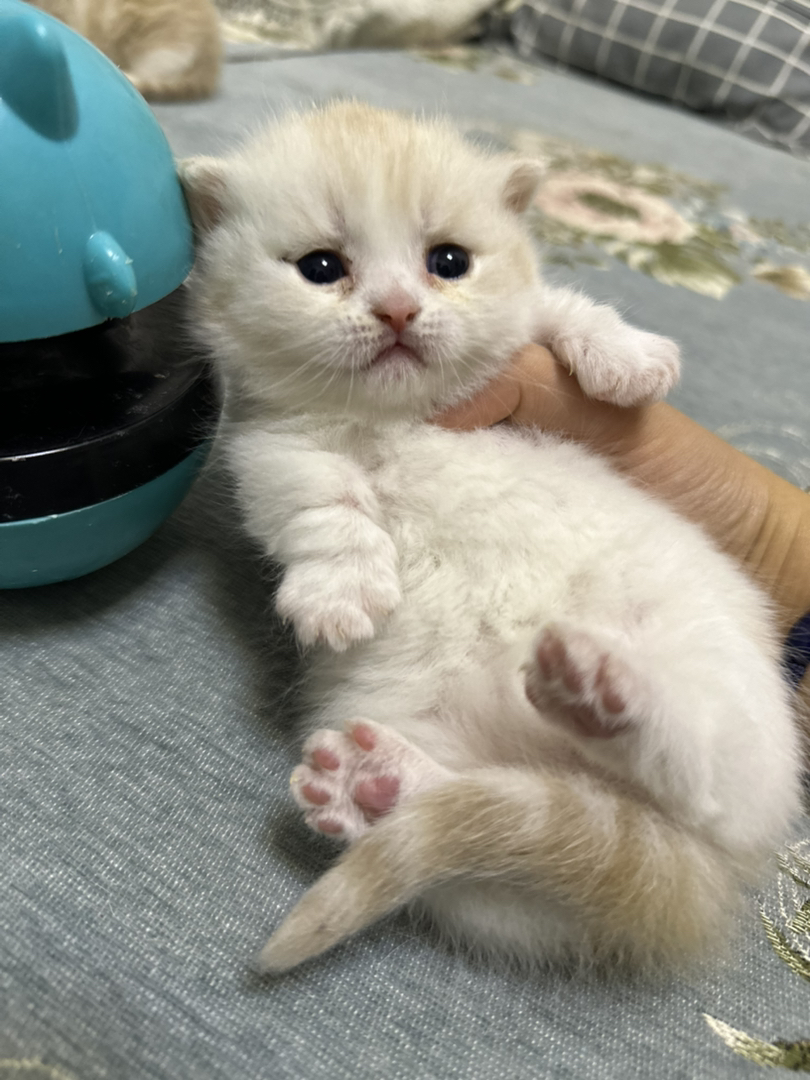 可爱英短小猫，圆润大眼，软萌可爱，治愈你的心