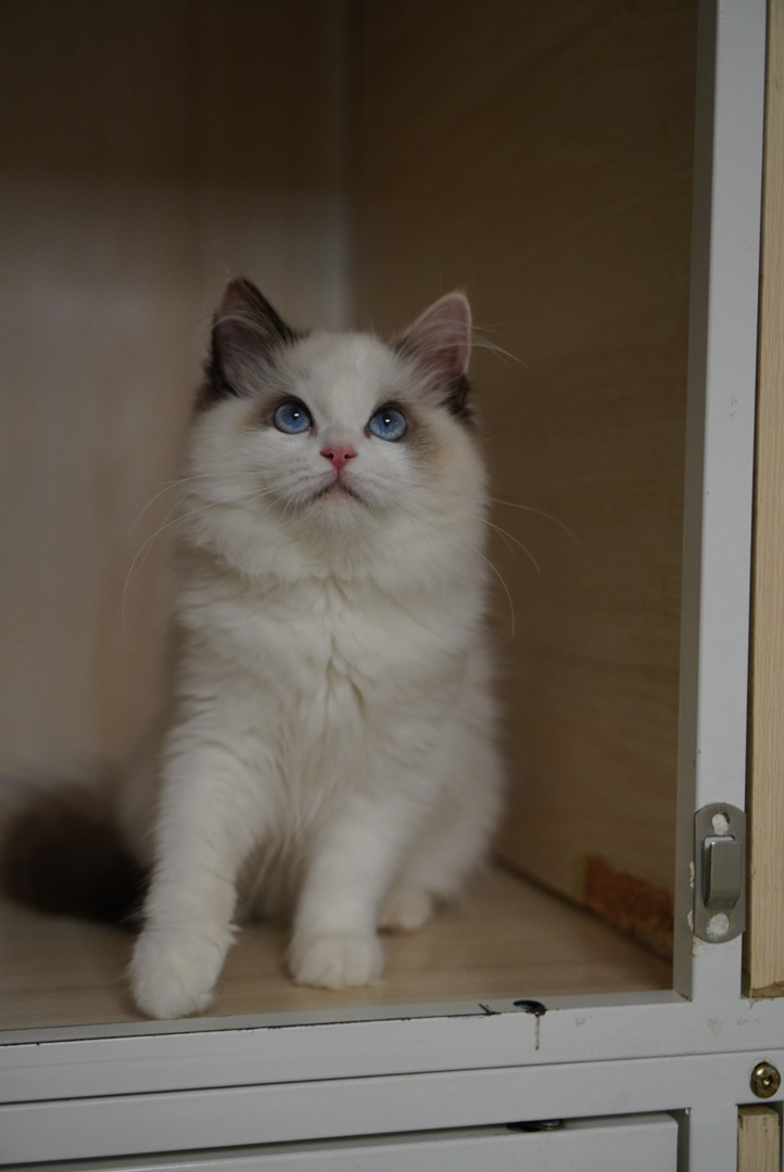 玳瑁布偶猫幼崽