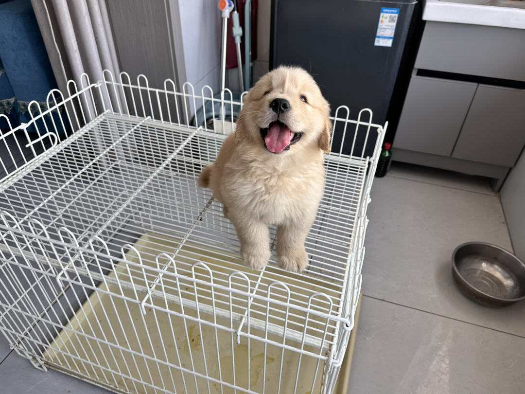 金毛