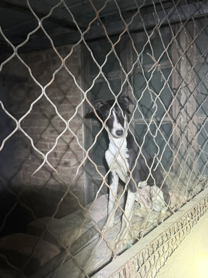 格惠母四个月,成年肩高62