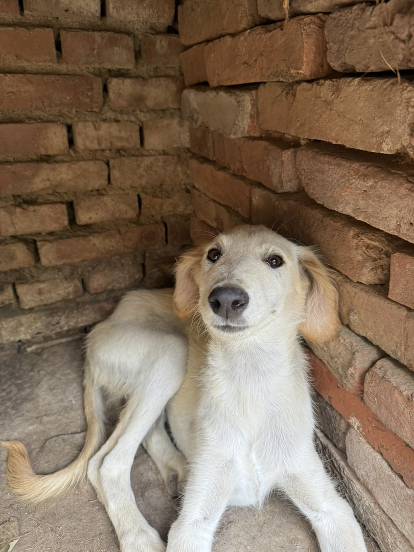 山东细犬小黄公 ，五个月肩高五十多 看家护院好手家庭伴侣犬